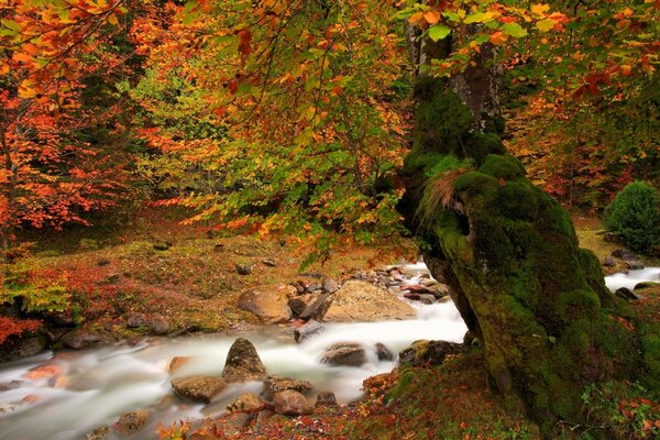 Goldener Herbst und Bergfluss