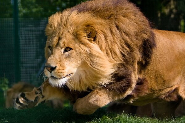 Beau Lion se prélasser au soleil