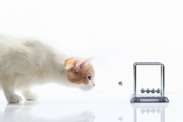 A white cat plays with a pendulum