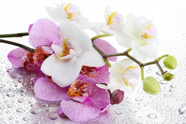 Orquídeas blancas y Rosadas bajo el rocío