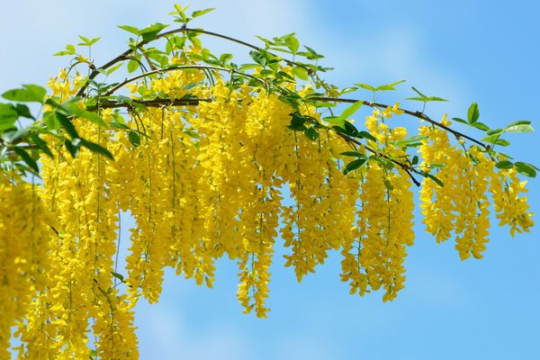 Hängende gelbe Blüten auf einem Ast mit Blättern