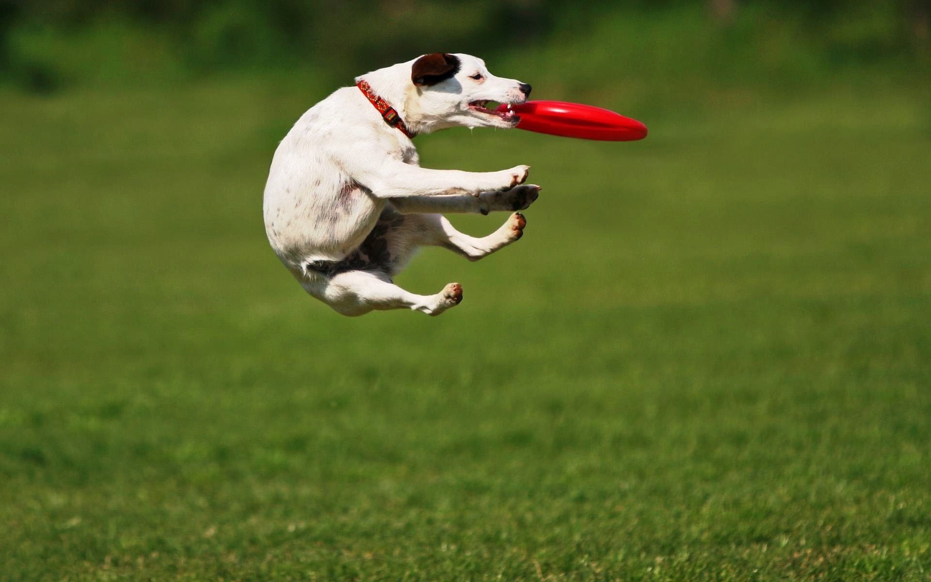 dogs grass field mammal animal