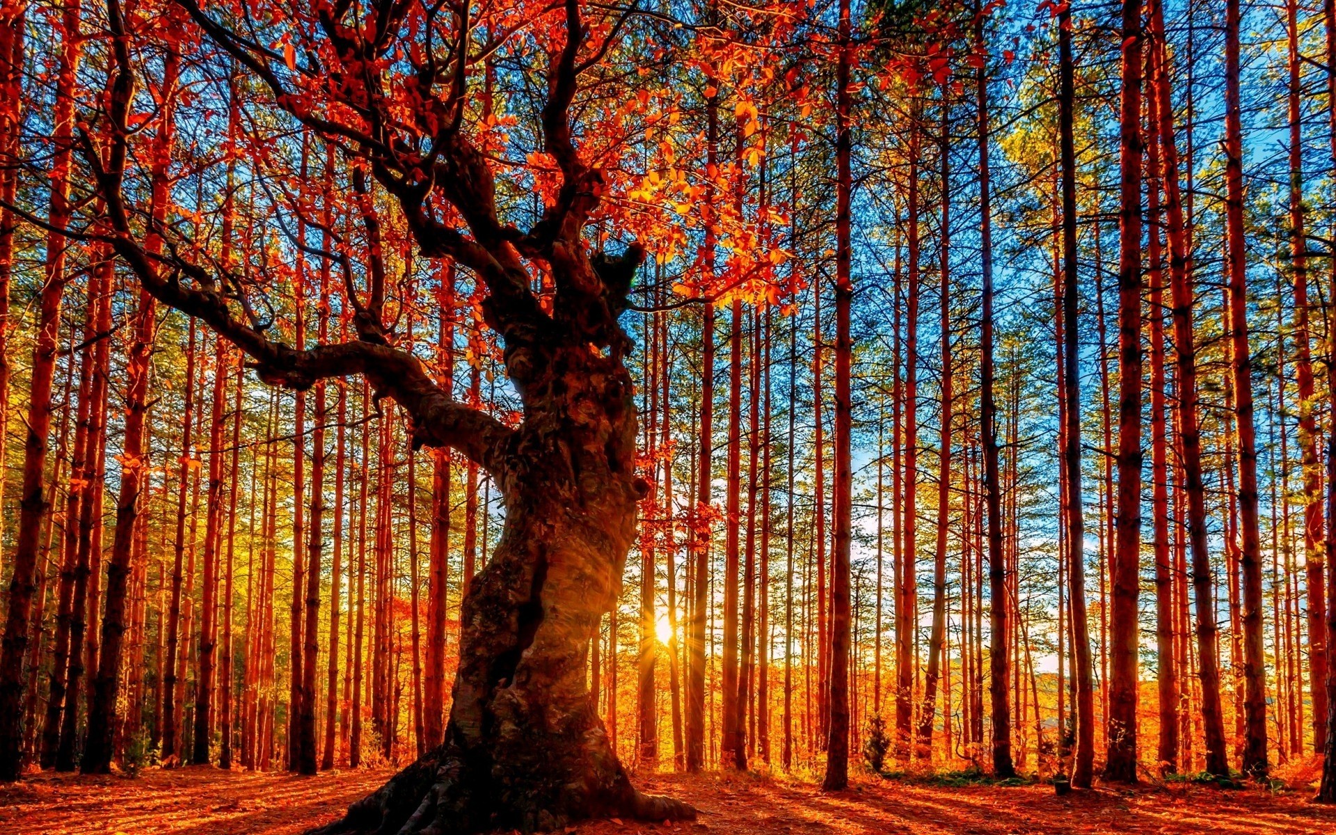 autunno legno albero autunno foglia natura paesaggio bel tempo parco stagione sole scenic ramo luminoso alba all aperto luce foresta luce