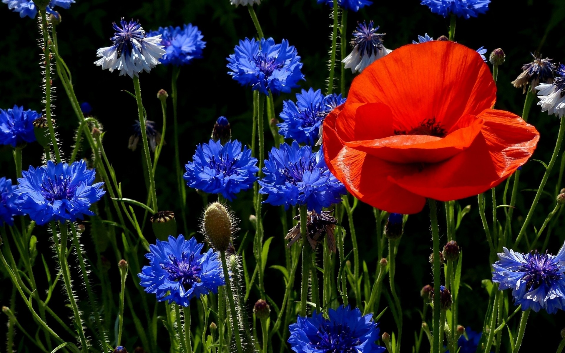 fleurs fleur nature flore bluming pétale jardin foin été herbe à l extérieur floral feuille champ couleur croissance coquelicots bleuets flaque d eau