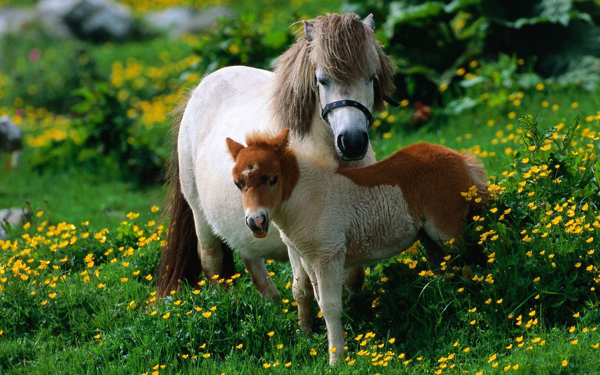 tiere säugetier gras natur tier im freien heuhaufen niedlich kavallerie tierwelt sommer haustier bauernhof lebende tiere pferde pferd liebe