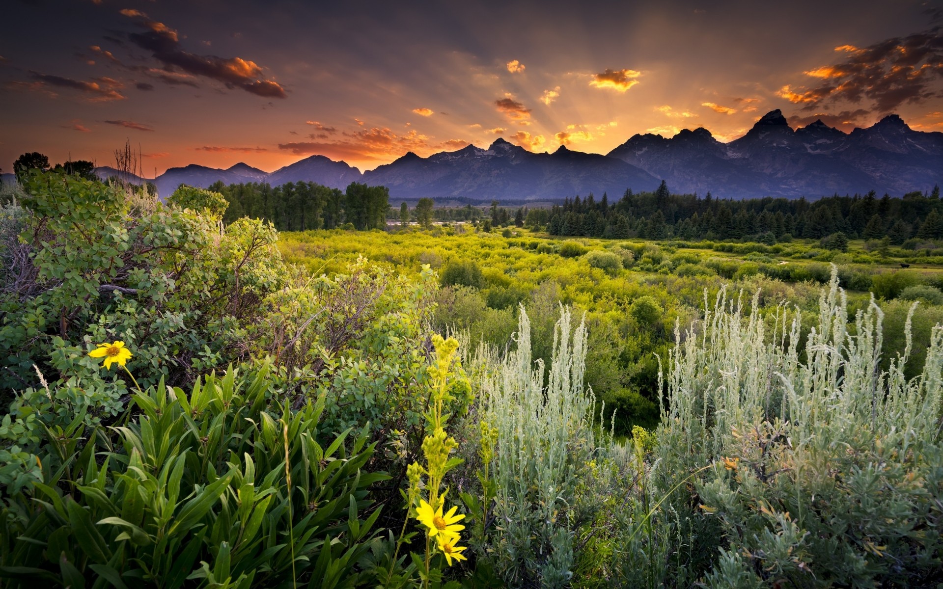 paysage paysage nature ciel scénique à l extérieur été arbre montagnes champ paysage fleur pays voyage rural nuage arbres forêt coucher de soleil