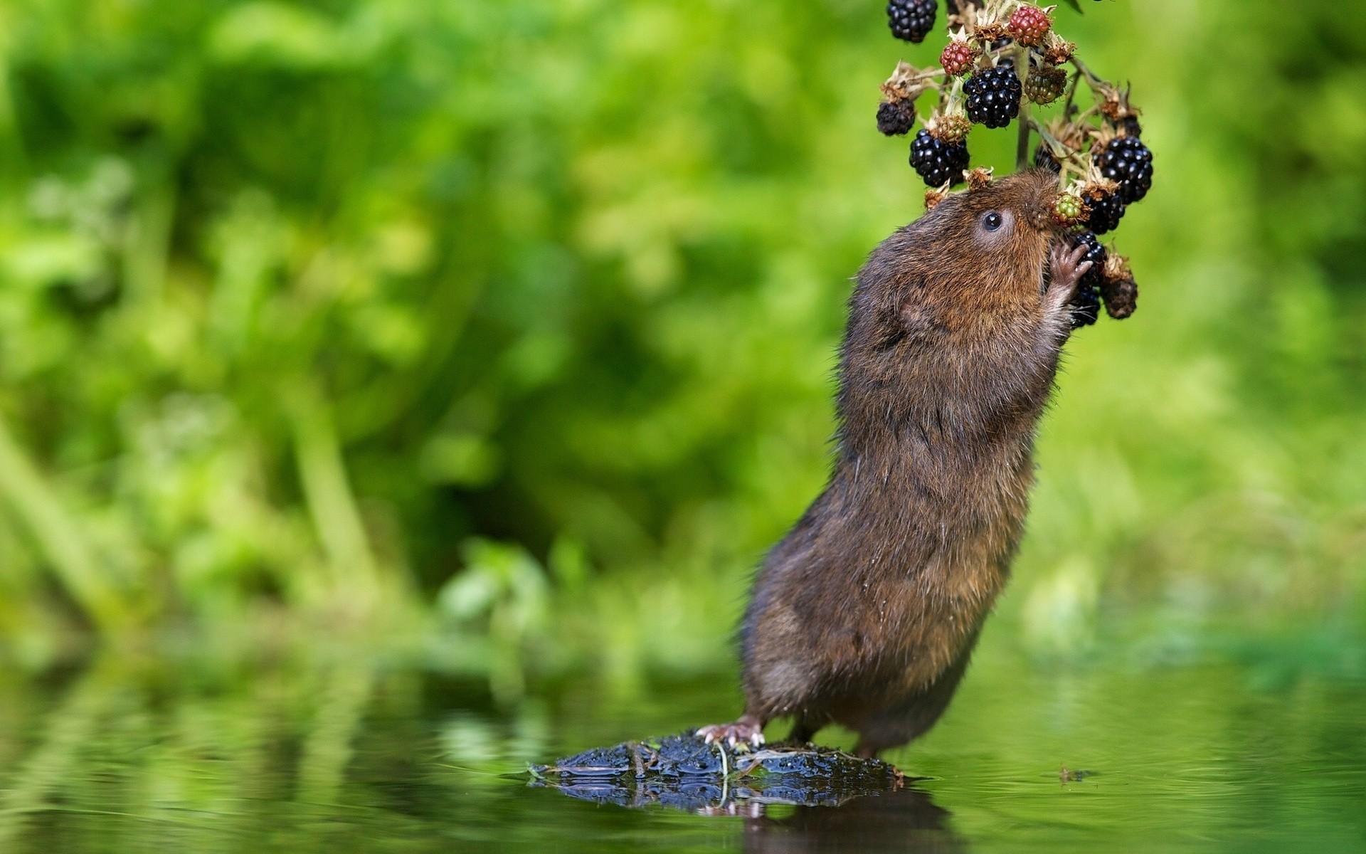 tiere natur im freien tierwelt tier gras wenig säugetier brombeere