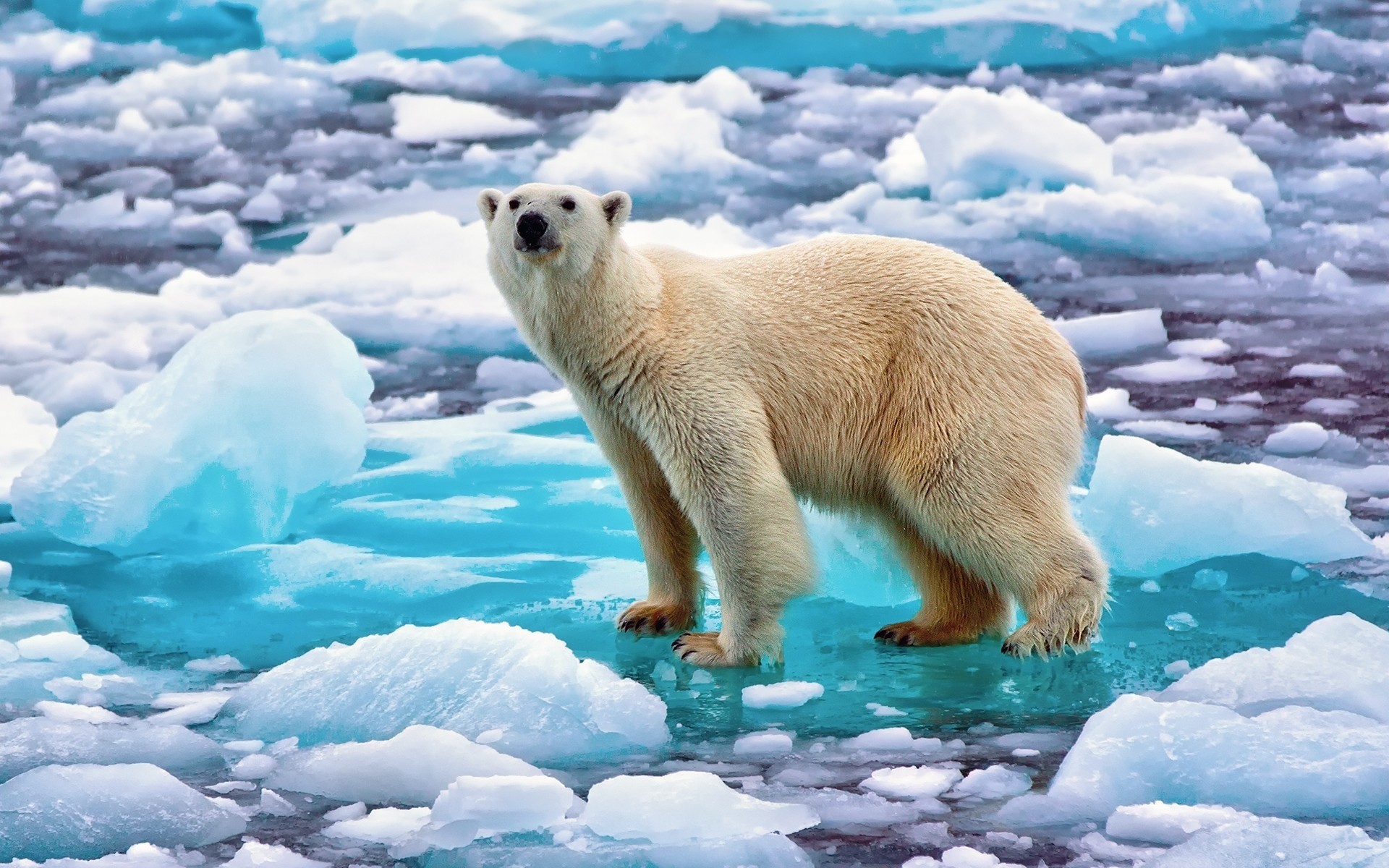 tiere frostig schnee eis winter polar kälte im freien wasser säugetier natur eisbär bär