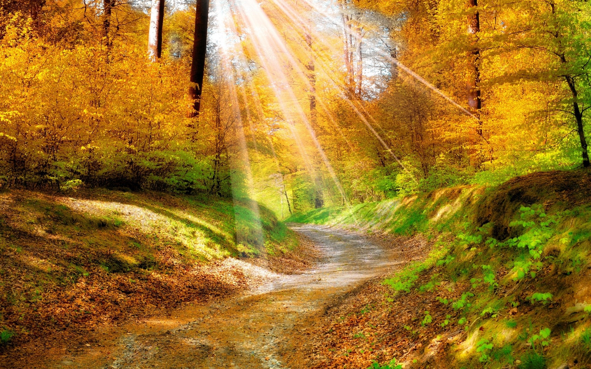 herbst herbst holz natur blatt landschaft baum straße park saison im freien landschaftlich landschaft gutes wetter führung umwelt farbe hell dämmerung reisen blätter wald