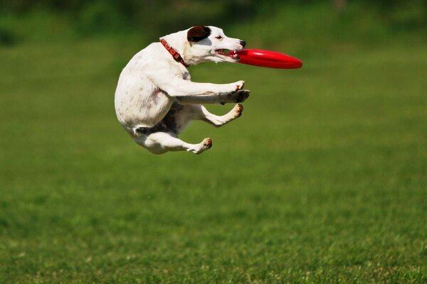 Ein gelungener Rahmen. Ein Hund und eine fliegende Untertasse