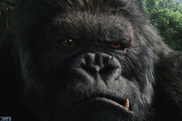 King Kong is an evil shaggy huge monkey king