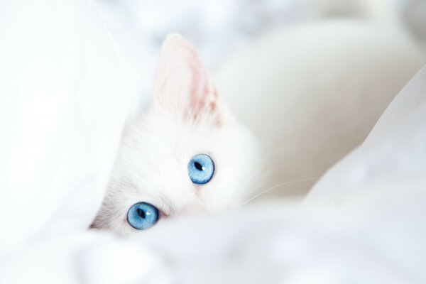 White cat with blue eyes on a light background