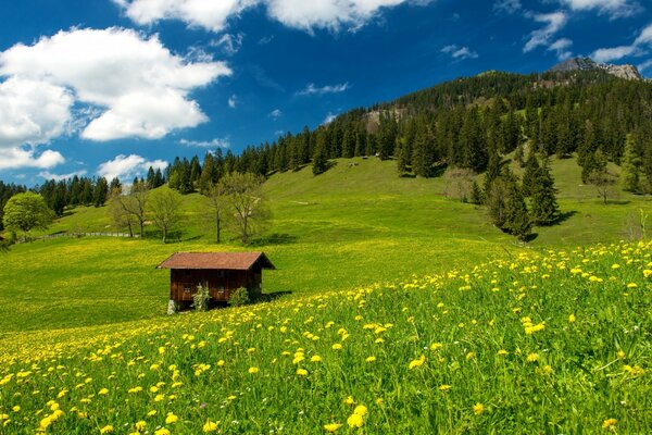 Nature of mountain Germany in the hayfield