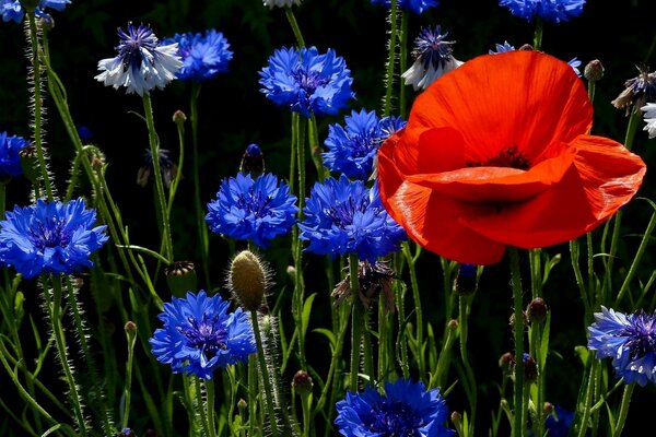 die belebte Natur. Feld von Kornblumen und Mohnblumen