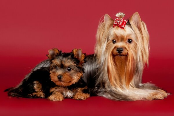 Adult and small terrier on a red background