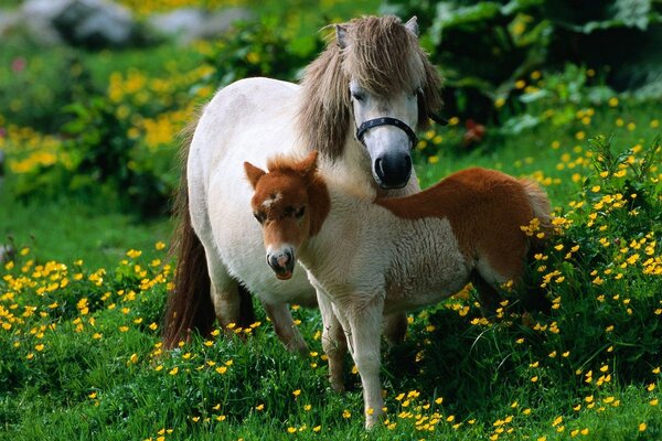 A horse with a foal on a blooming lawn