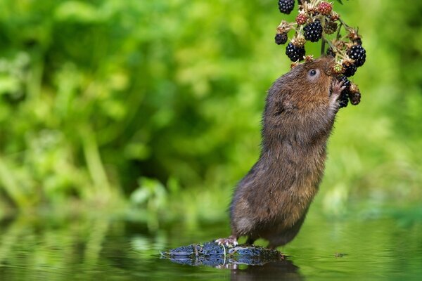 Animales salvajes al aire libre