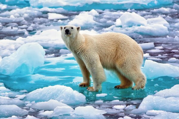 Ein Eisbär auf einer blauen Eisscholle