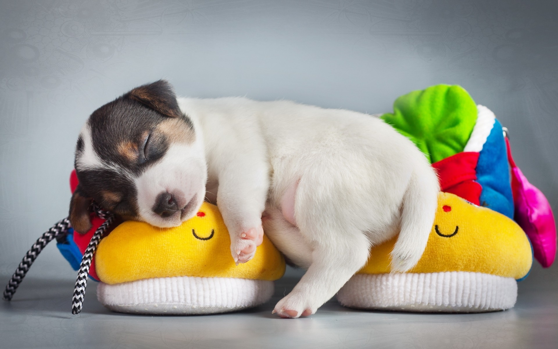 hund hund hundespezialist haustier welpe niedlich säugetier drinnen sitzen allein klein lustig inländische spielzeug tier welpen