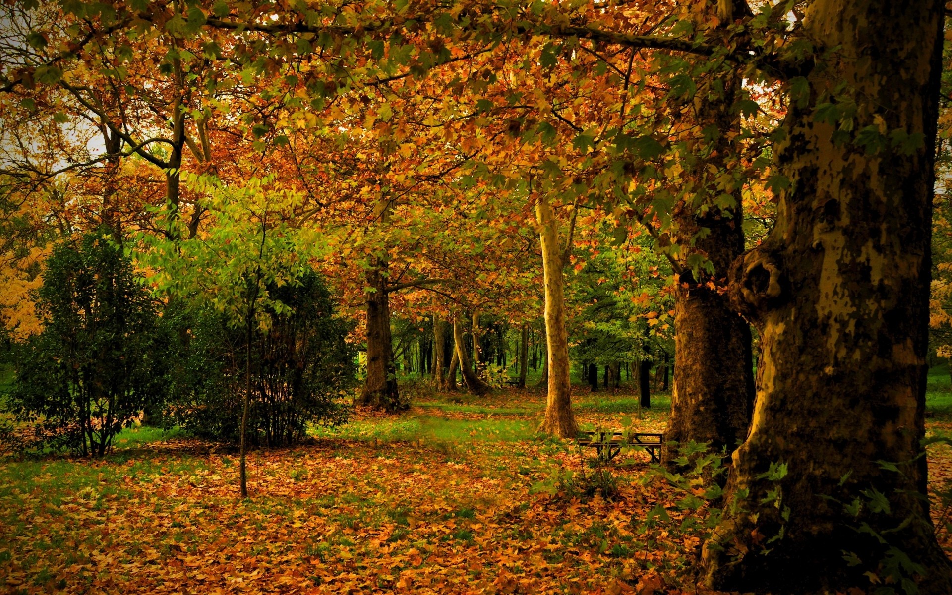 jesień jesień drzewo liść krajobraz natura drewno park klon na zewnątrz sezon sceniczny świt kolor liście