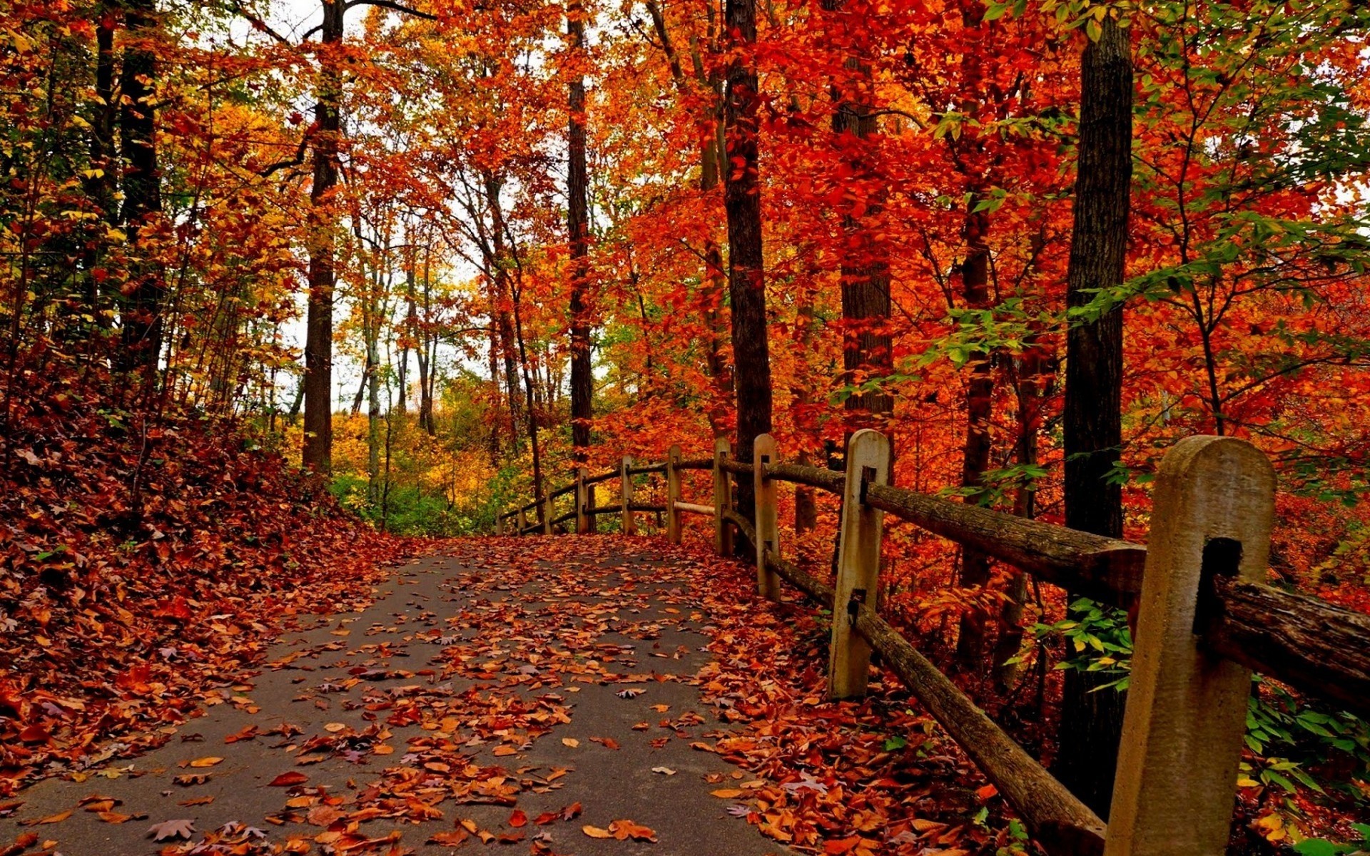 paesaggio autunno foglia acero albero parco stagione di legno paesaggio all aperto natura scenic foglie foresta