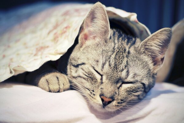 Chat gris endormi sous une couverture