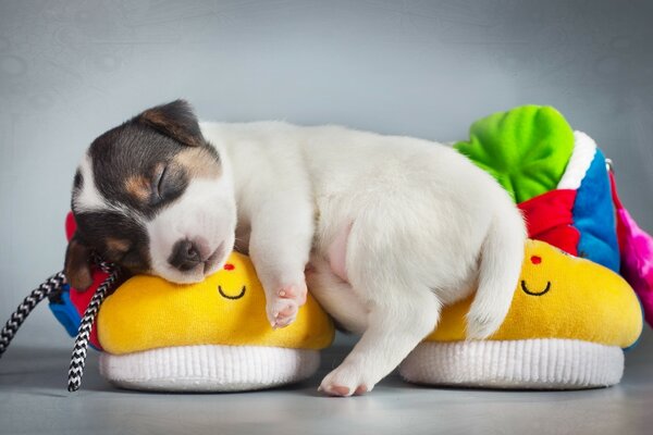 Chiot couché sur des pantoufles jaunes