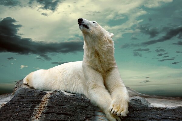 The white bear is lying on a stone