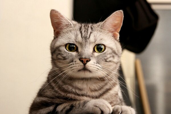 Striped kitten looks thoughtfully into the camera