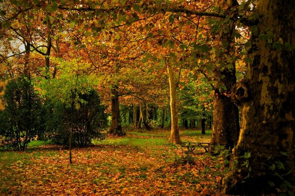 Arbres en or dans la période automnale