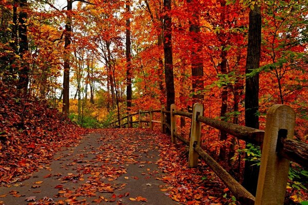 Eine Straße mit einem Zaun im herbstlichen rot-gelben Wald