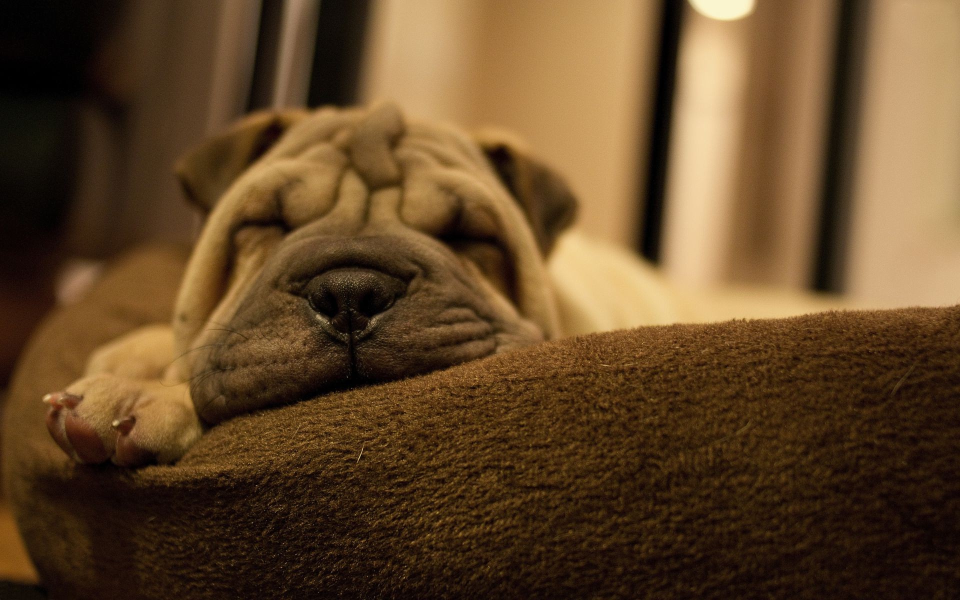 hunde hund schlafen drinnen porträt möbel familie stillleben zimmer bett