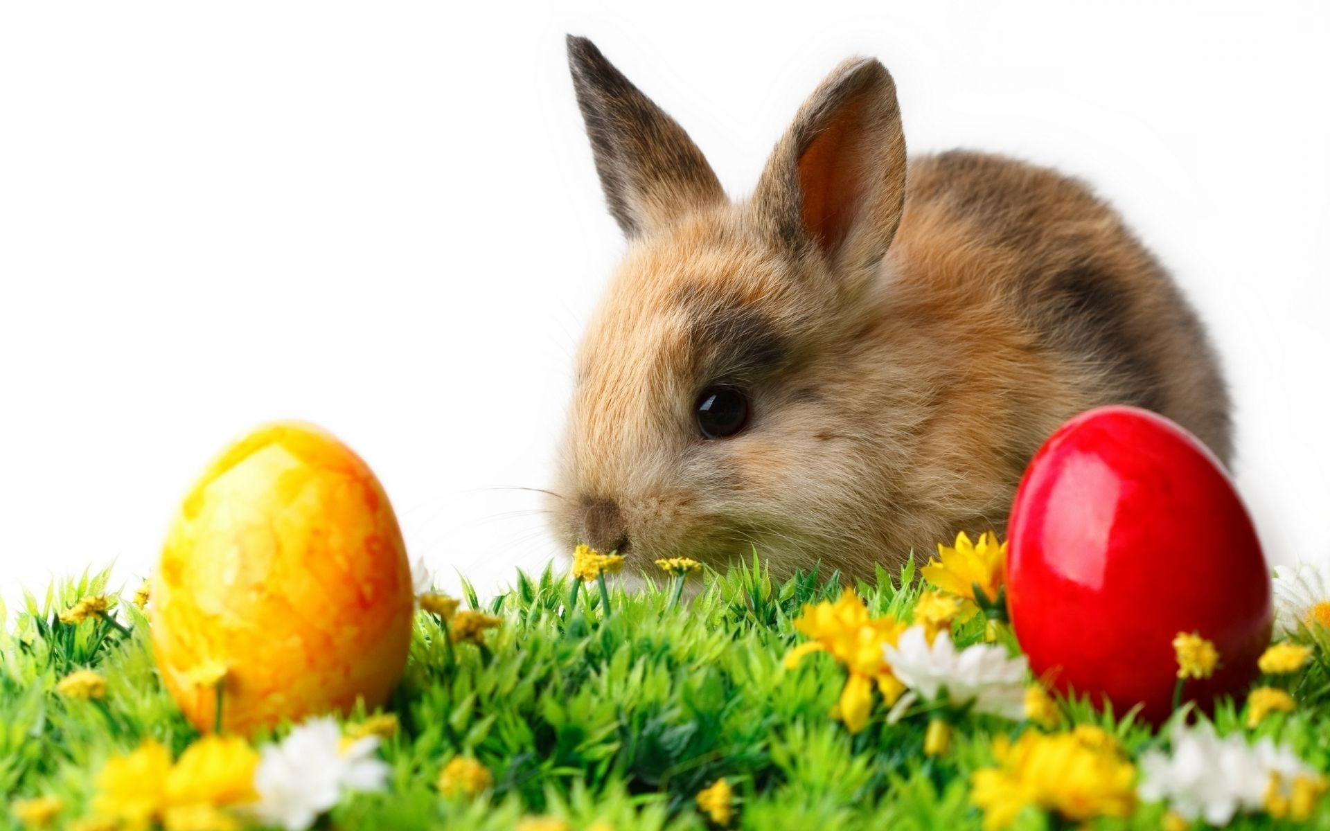 ostern kaninchen natur wenig niedlich hase