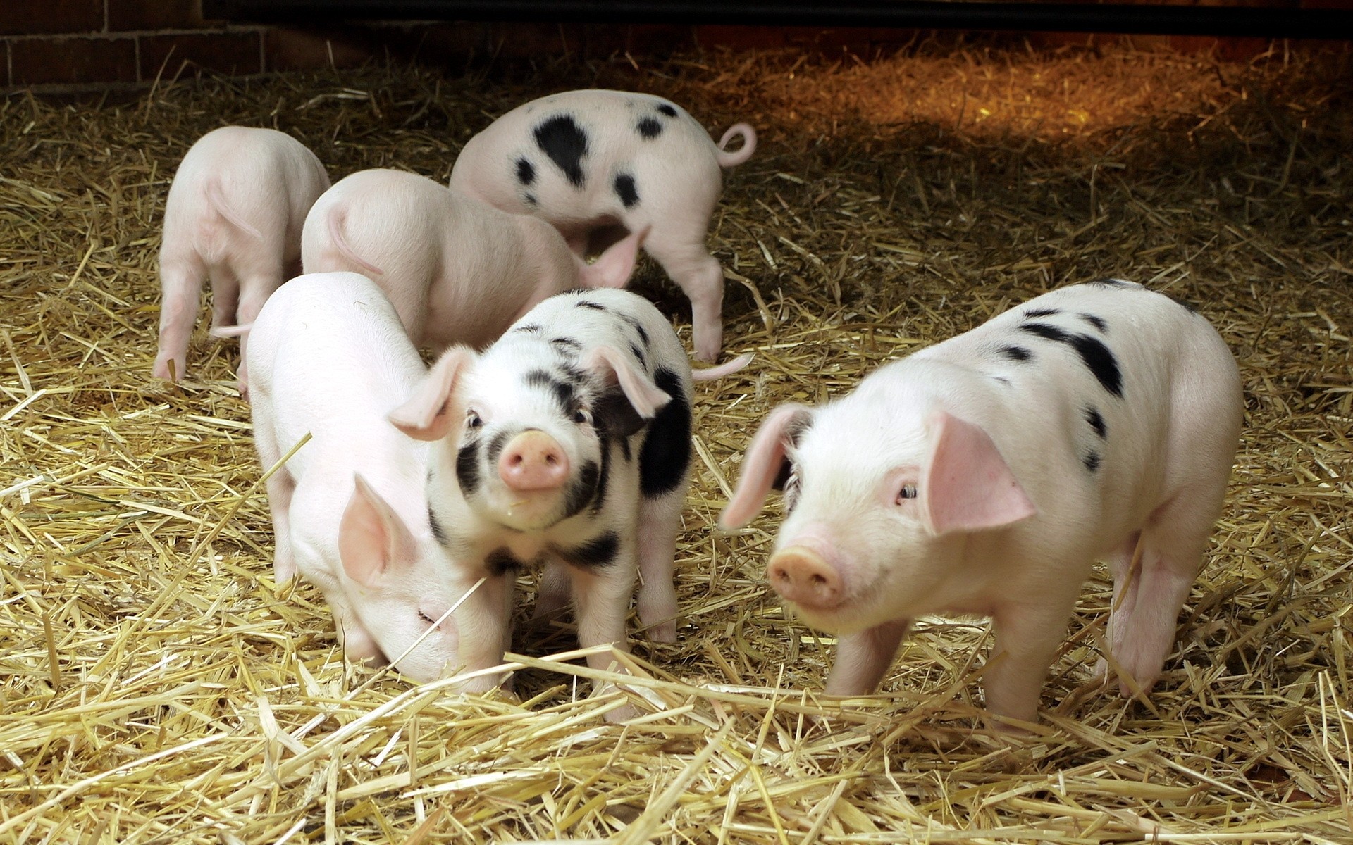 animaux ferme foin agriculture mammifère animaux vivants grange paille cochon rural herbe pâturage porcs mignon campagne bébé graines lait moutons cochon cochon bébé cochon