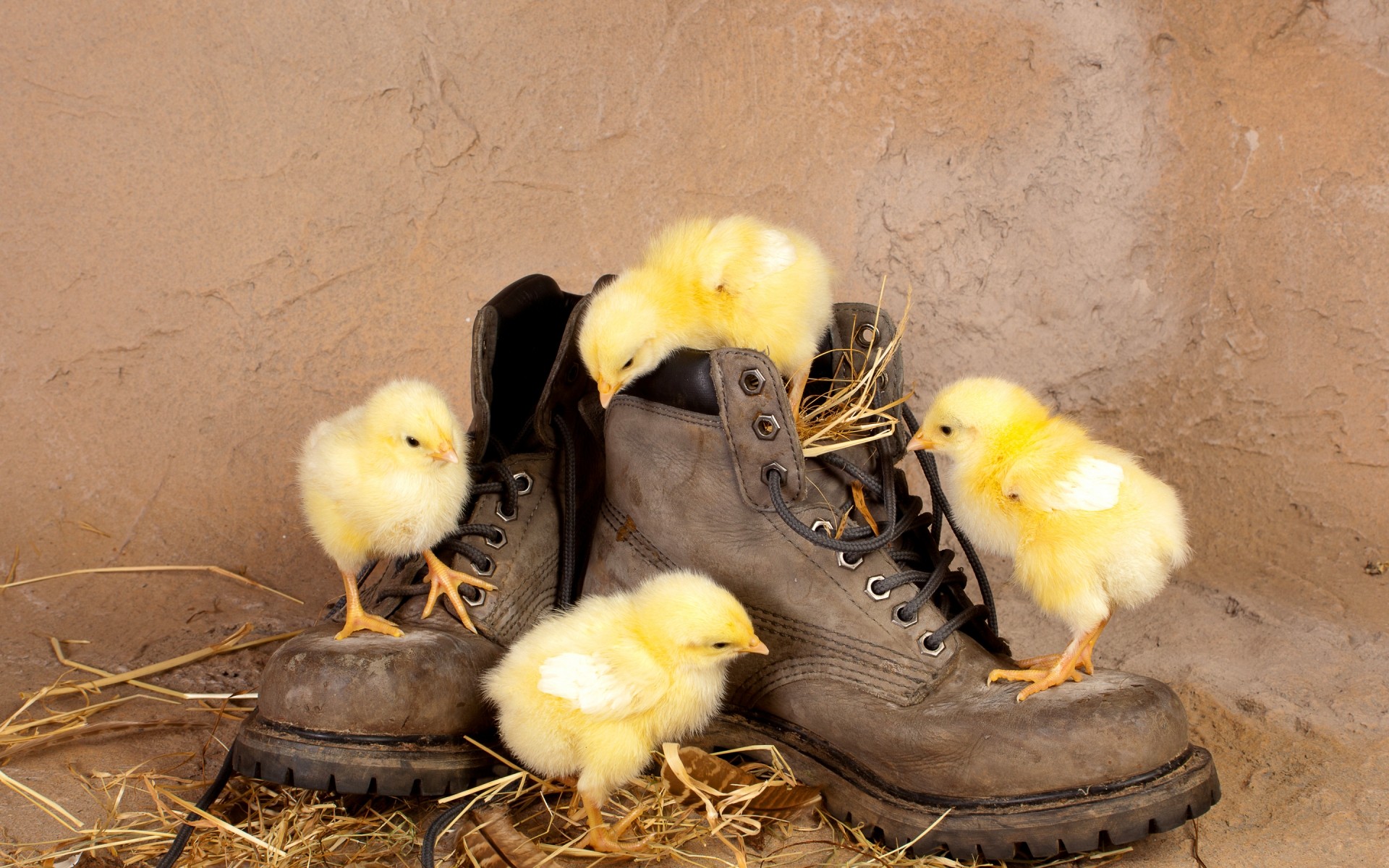 chicks bird poultry easter dame egg nest chicken farm duck food two hen feather nature one family background funny