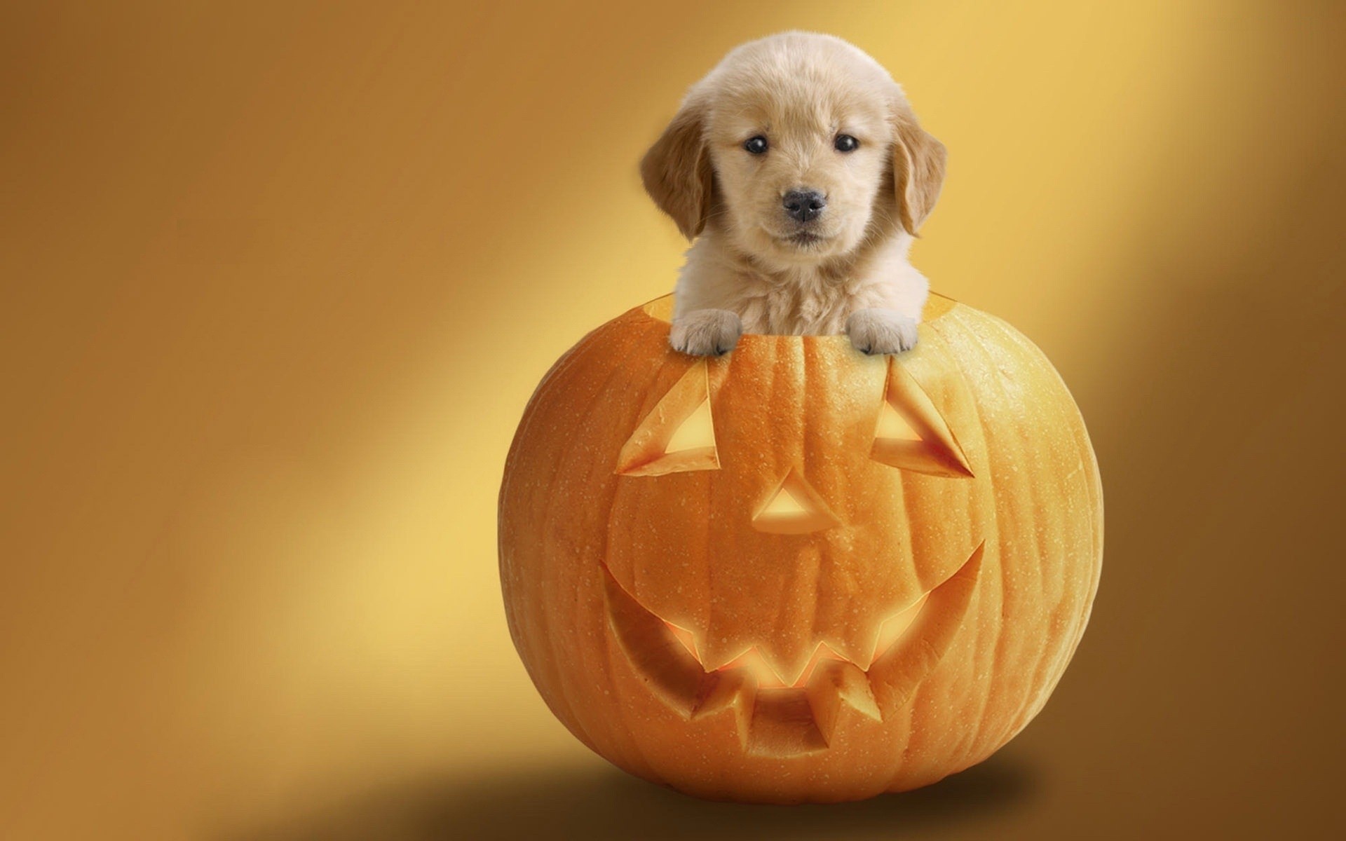 halloween perro mamífero lindo solo calabaza retrato divertido calabaza de halloween