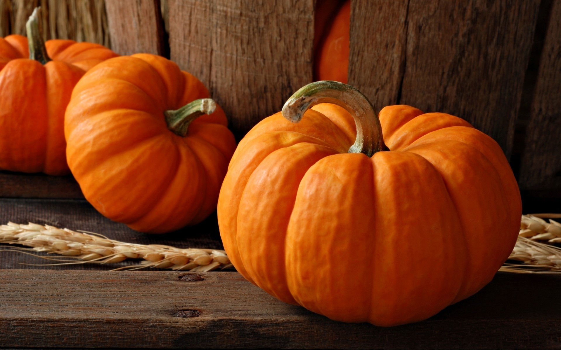 halloween calabaza otoño acción de gracias pasto calabaza agricultura calabaza crecer comida vegetal calabaza de halloween fondo