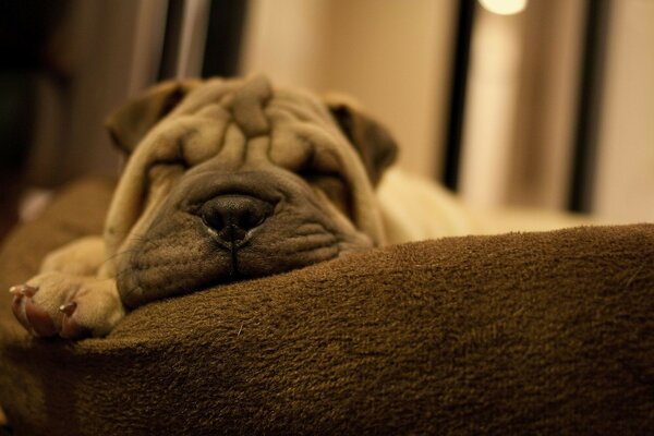 Cute sleeping sharpey on the couch