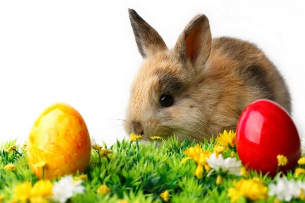 Conejito de Pascua. Huevos de Pascua