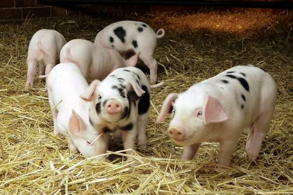 Cute spotted piglets on the farm