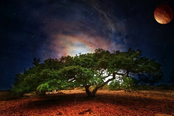 Ein schöner, weitläufiger Baum am Stadtrand im Licht des Mondes