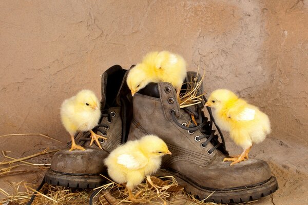 Chickens climbed on Old shoes