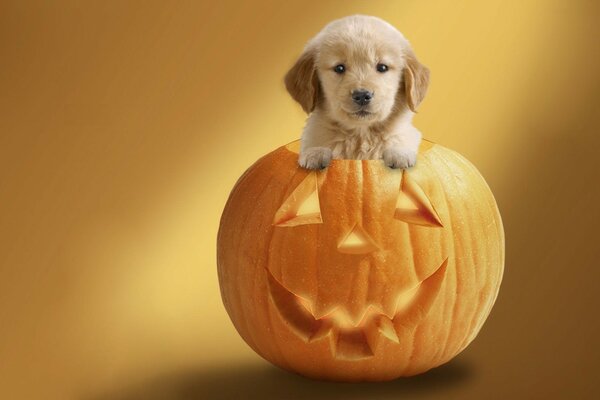 Chiot mignon dans la citrouille. Halloween