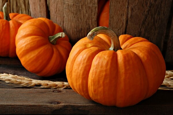 Three juicy bright orange pumpkins