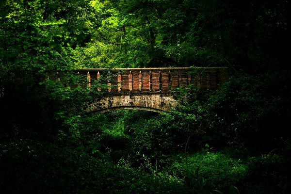 An old bridge overgrown in the forest