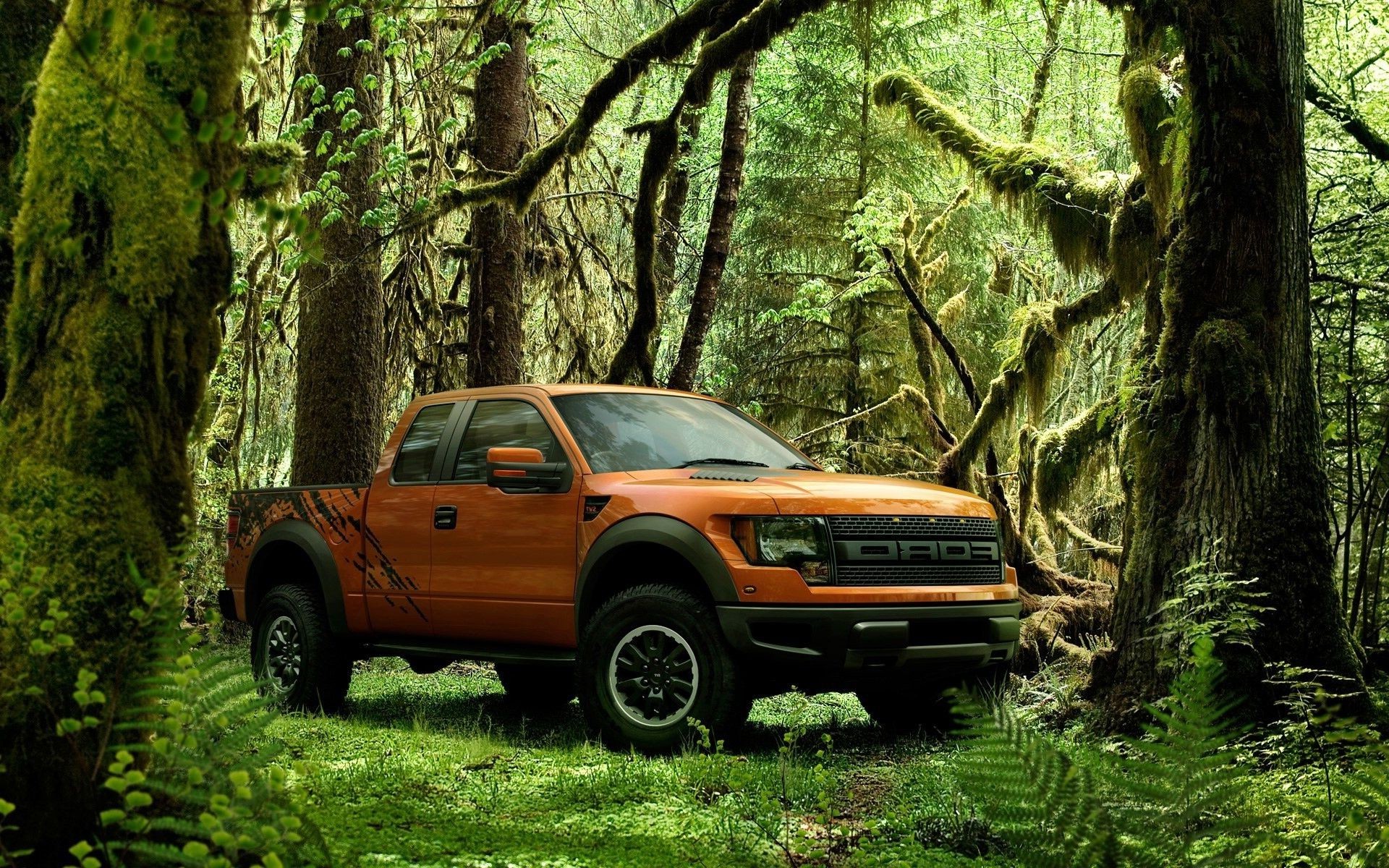 suv madera madera naturaleza parque hoja coche al aire libre viajes carretera