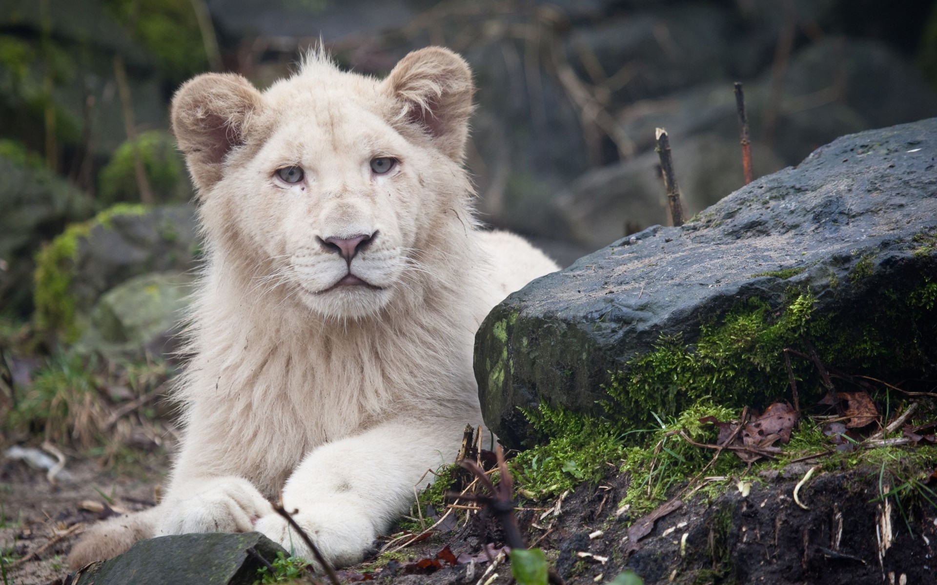 tiere tierwelt säugetier natur wild raubtier im freien tier gras zoo fleischesser gefahr katze jäger löwe