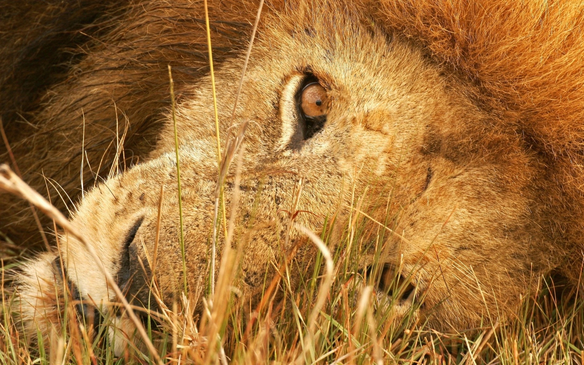 animali mammifero fauna selvatica animale natura pelliccia predatore selvaggio erba gatto mangiatore di carne cacciatore volpe zoo leone