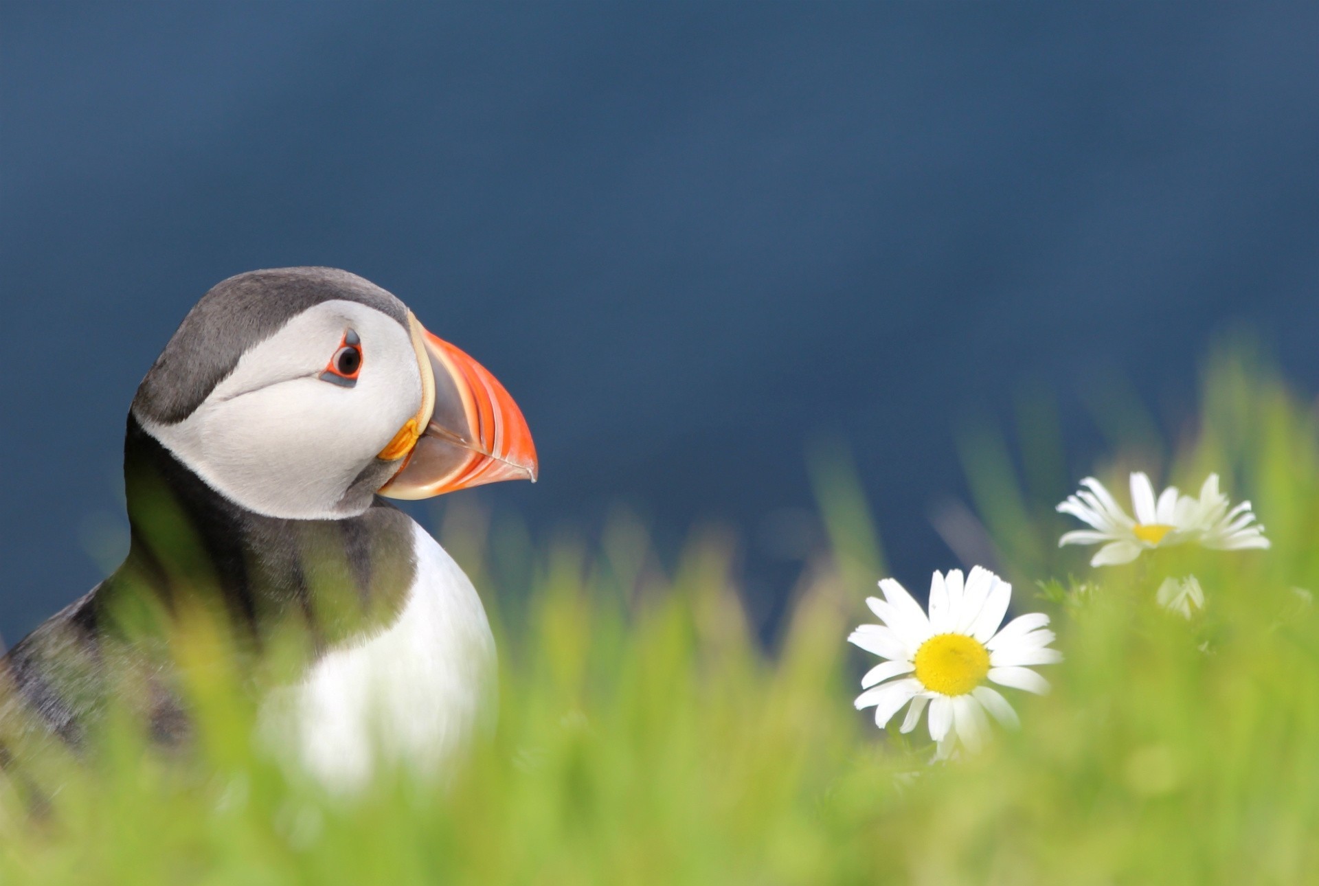 uccelli natura uccello fauna selvatica erba all aperto animale colore