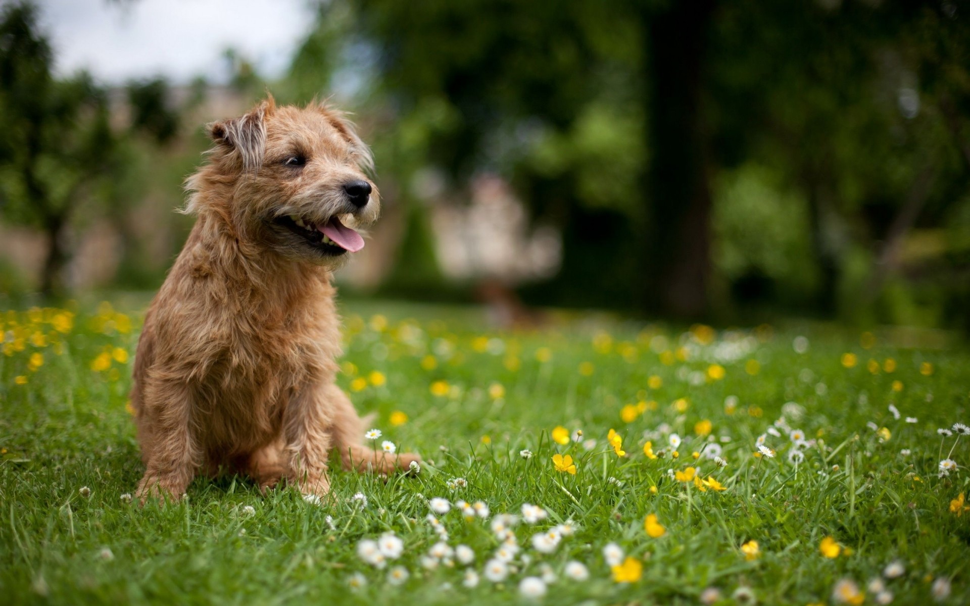 dogs grass dog field nature hayfield mammal animal summer cute pet outdoors flower portrait park little canine lawn terrier